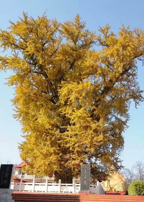 郯城新村银杏园旅游区