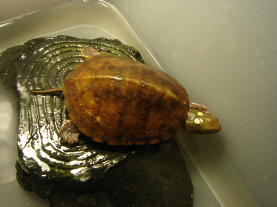  p>四眼斑水龟(学名: i>sacalia quadriocellata /i>)是龟科,眼斑水龟