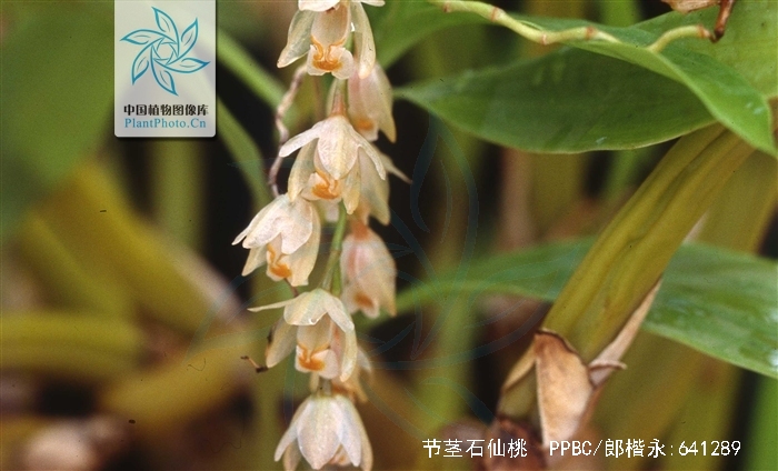  p>节茎石仙桃(学名: i>pholidota articulata  /i> lindl.