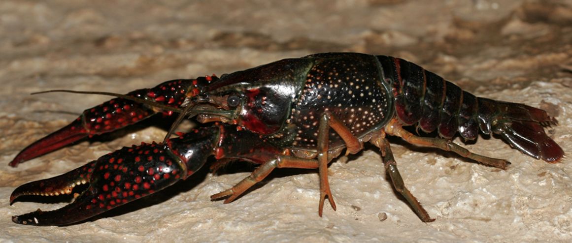 (学名: i>procambarus clarkii /i>):是甲壳纲,十足目,螯虾科水生动物