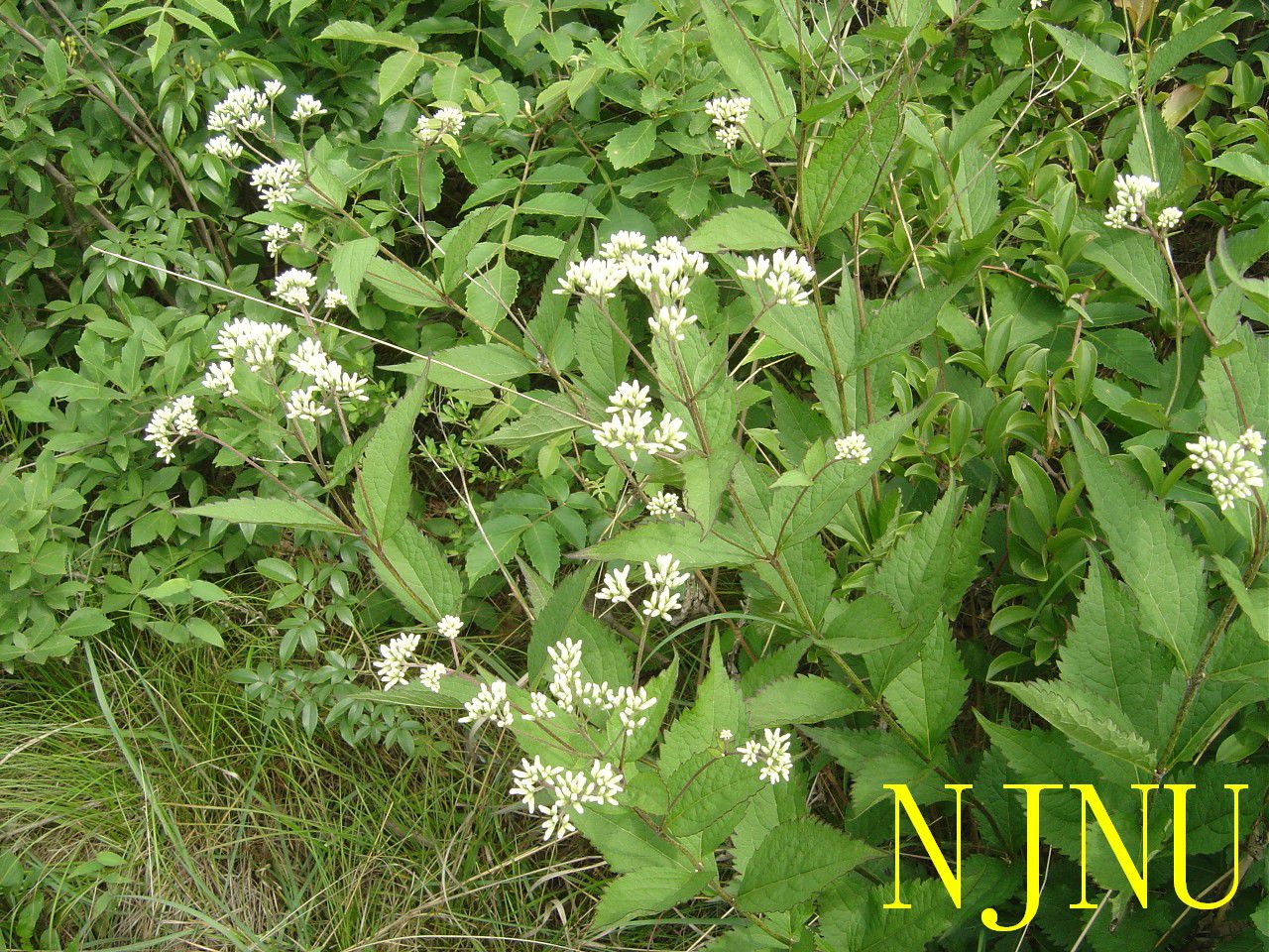  p>泽兰鞘锈菌,属担子菌纲,锈菌目,栅锈科. /p>