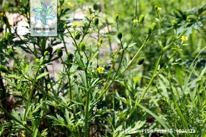  p>茴茴蒜(学名: i>ranunculus chinensis /i> bunge)是毛茛科,毛茛属
