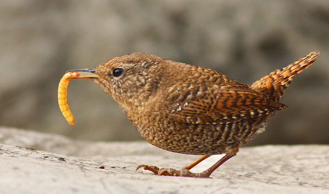  p>鹪鹩科(troglodytidae )是鸟纲雀形目中的一个科.