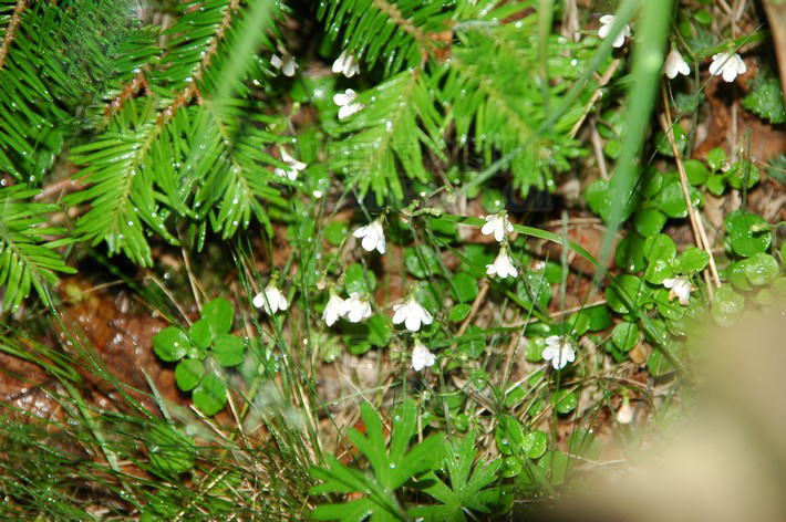  p>林奈木,是" a target="_blank" href="/it