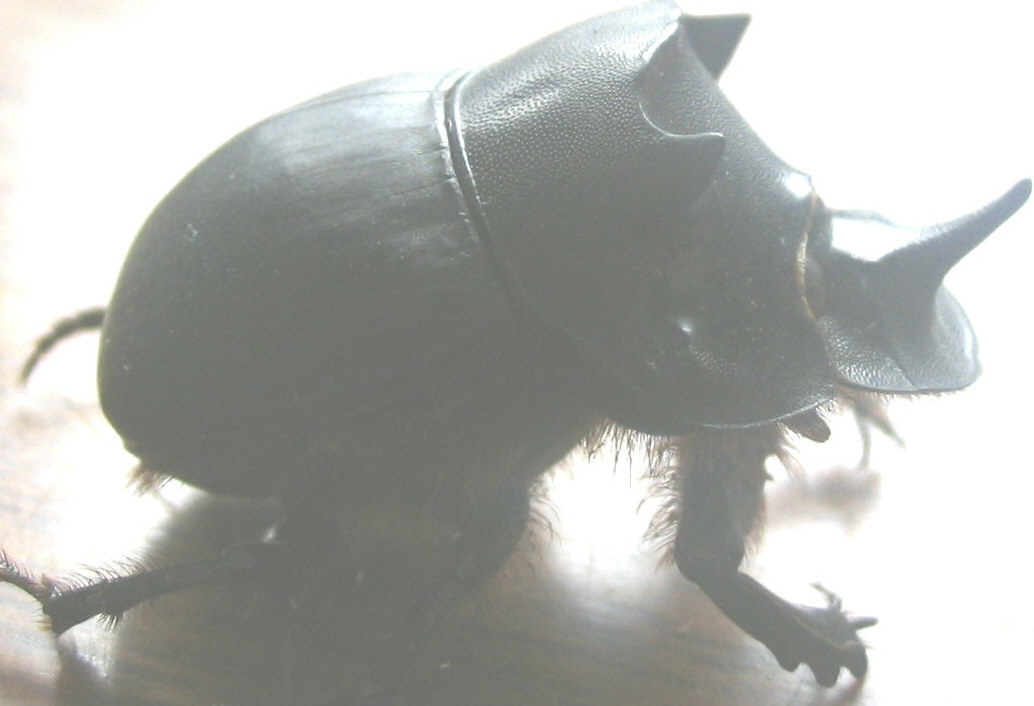  p>蜣螂(qiāng láng,英文dung beetle)俗称屎壳郎(shǐ ke làng)