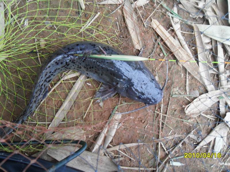  p>芝麻剑,学名斑鱯,极其珍贵的 a target="_blank" href="/item/淡水