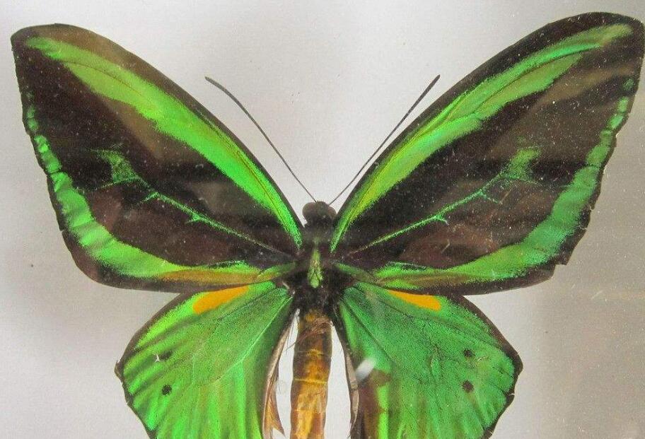  p>绿鸟翼凤蝶(学名:ornithoptera priamus euphorion)是凤蝶科 a