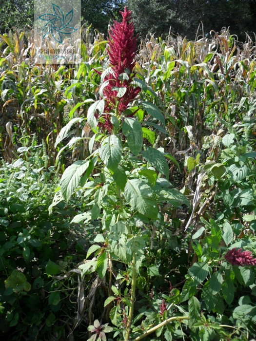  p>千穗谷( i>amaranthus hypochondriacus  /i>l.