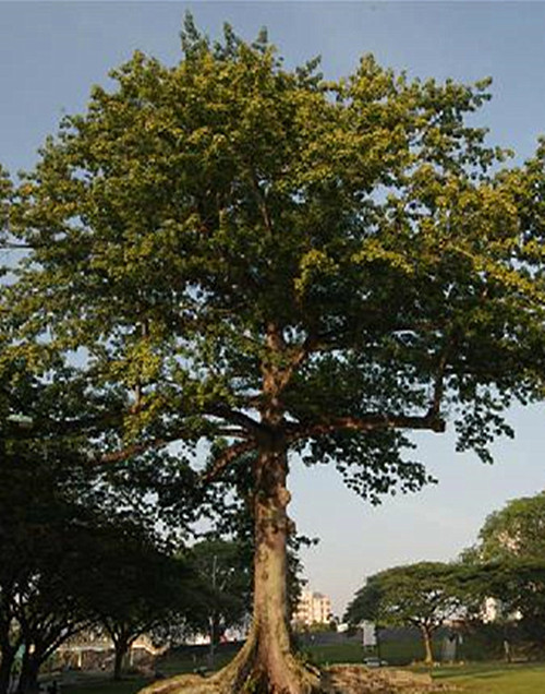 ceiba pentandra