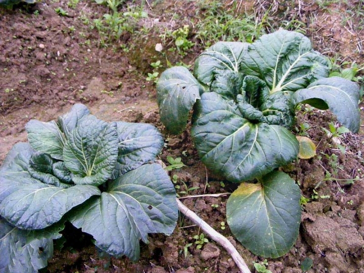  p>塌棵菜(学名: i>brassica narinosa /i> l. h.
