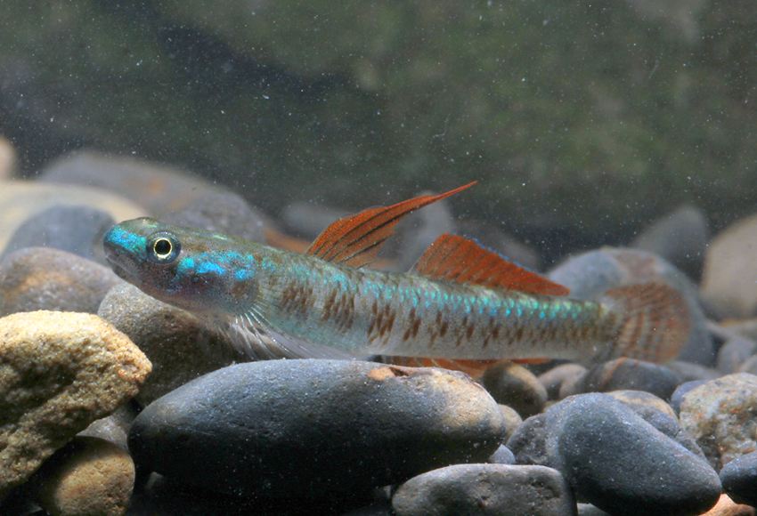 gobiidae食用鱼类否中国大陆名黑鳍缘美鰕虎鱼最大体长3