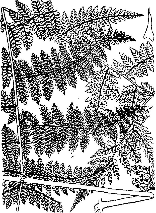  p data-id="gn8428vlih">细裂鱼鳞蕨( i>dryopteris wusugongii /i>
