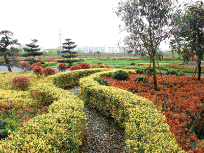  p>女贞绿篱:是指用 a href="#" data-lemmaid="6266528">小叶女贞 /a