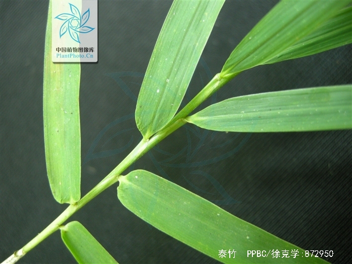  p>泰竹(学名: i>thyrostachys siamensis /i>