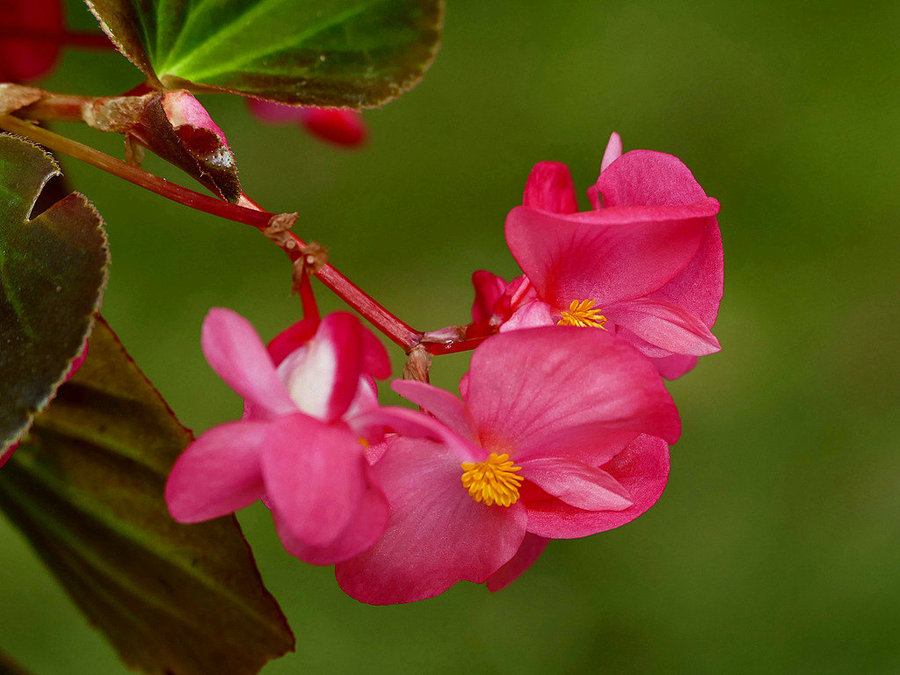 href="/item/秋海棠科">秋海棠科 /a>的一种多年生稍肉质草本