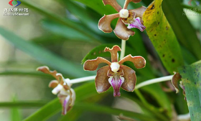 vanda lamellata lindl.