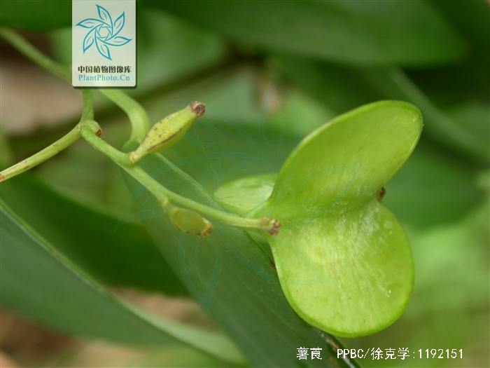 是薯蓣科薯蓣属缠绕粗壮藤本植物,块茎为圆锥形,长圆形或卵圆形,棕
