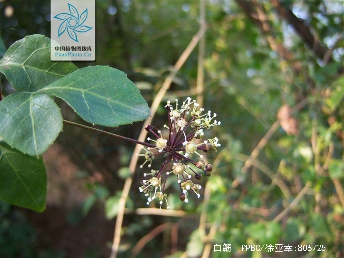  p>白簕(拉丁文名: i>eleutherococcus trifoliatus /i>),披散灌木,常