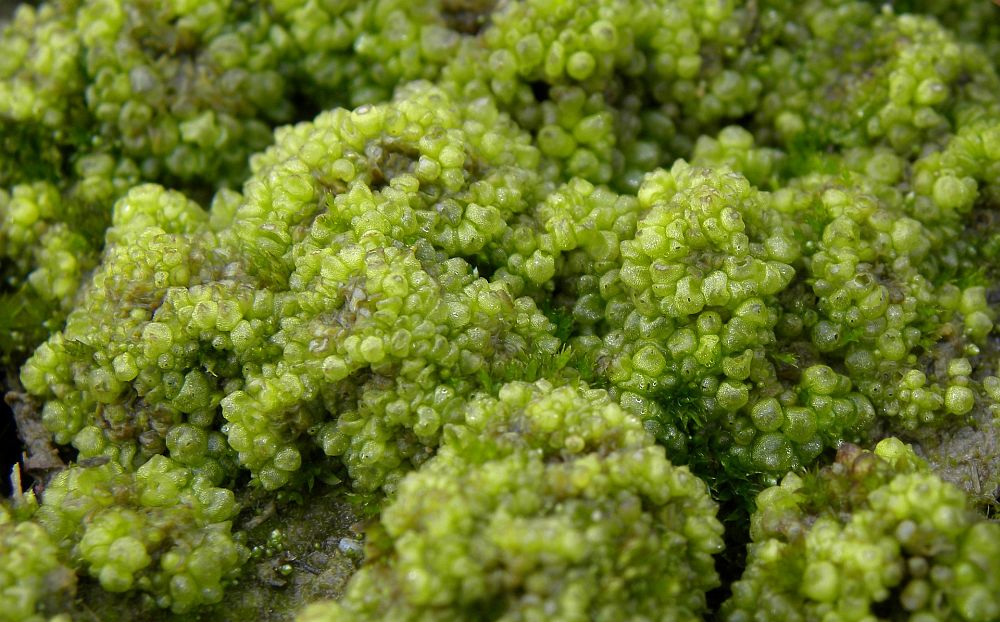  p> a href="#" data-lemmaid="15574280">球单胞锈菌 /a>,属 a href=