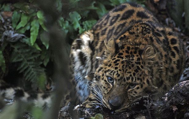 panthera pardus orientalis