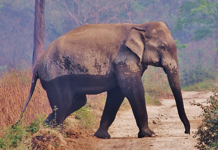 p>非洲森林象(学名: i>loxodonta cyclotis /i>):身高2.1-2.