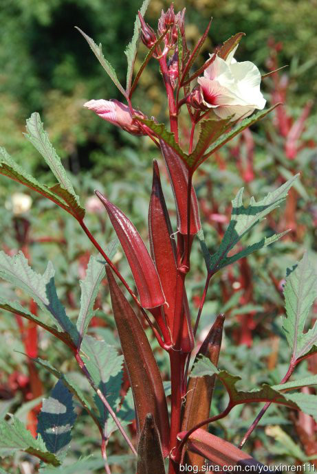 hibiscus coccineus (medicus) walt.