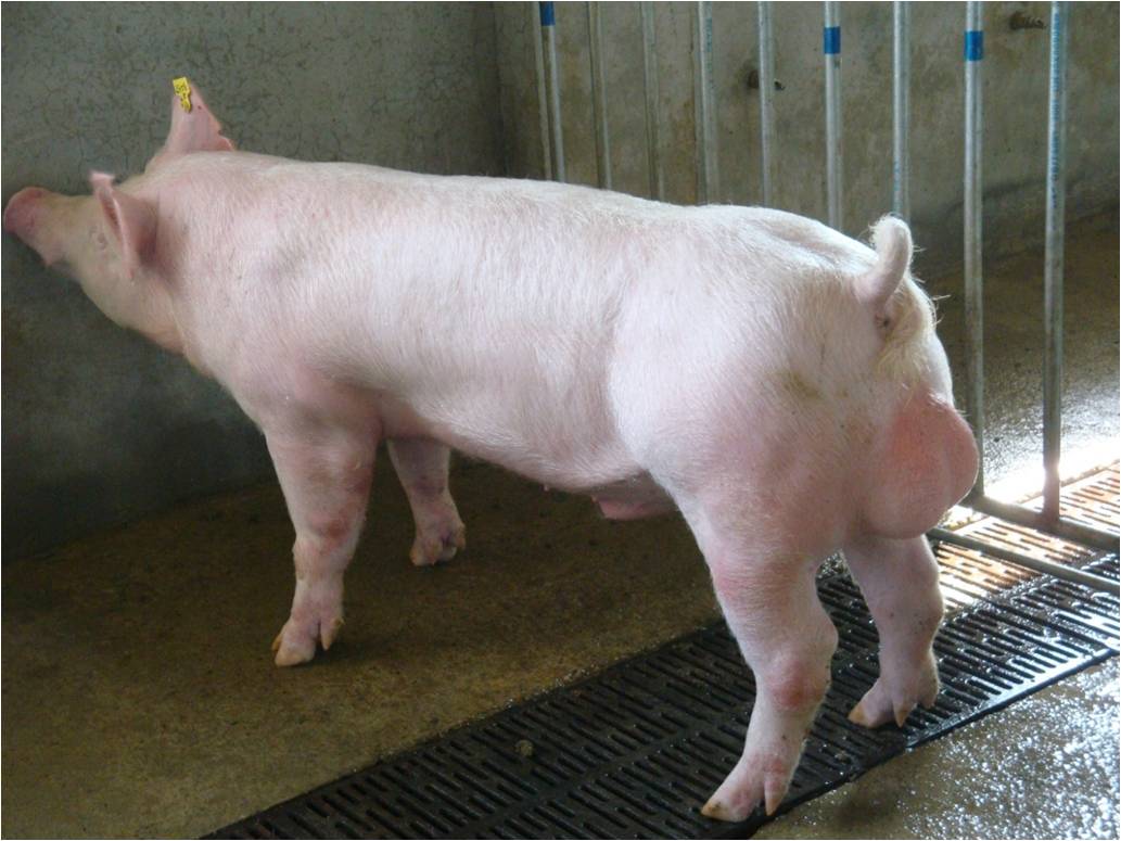  p>杜洛克原产于美国东部的 a target="_blank" href="/item/新泽西州