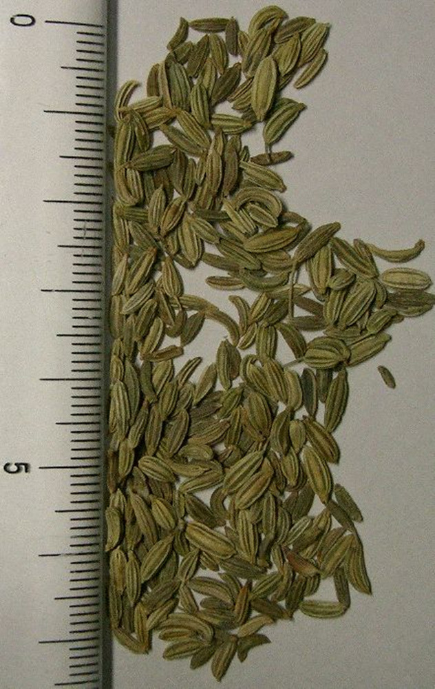 茴香籽