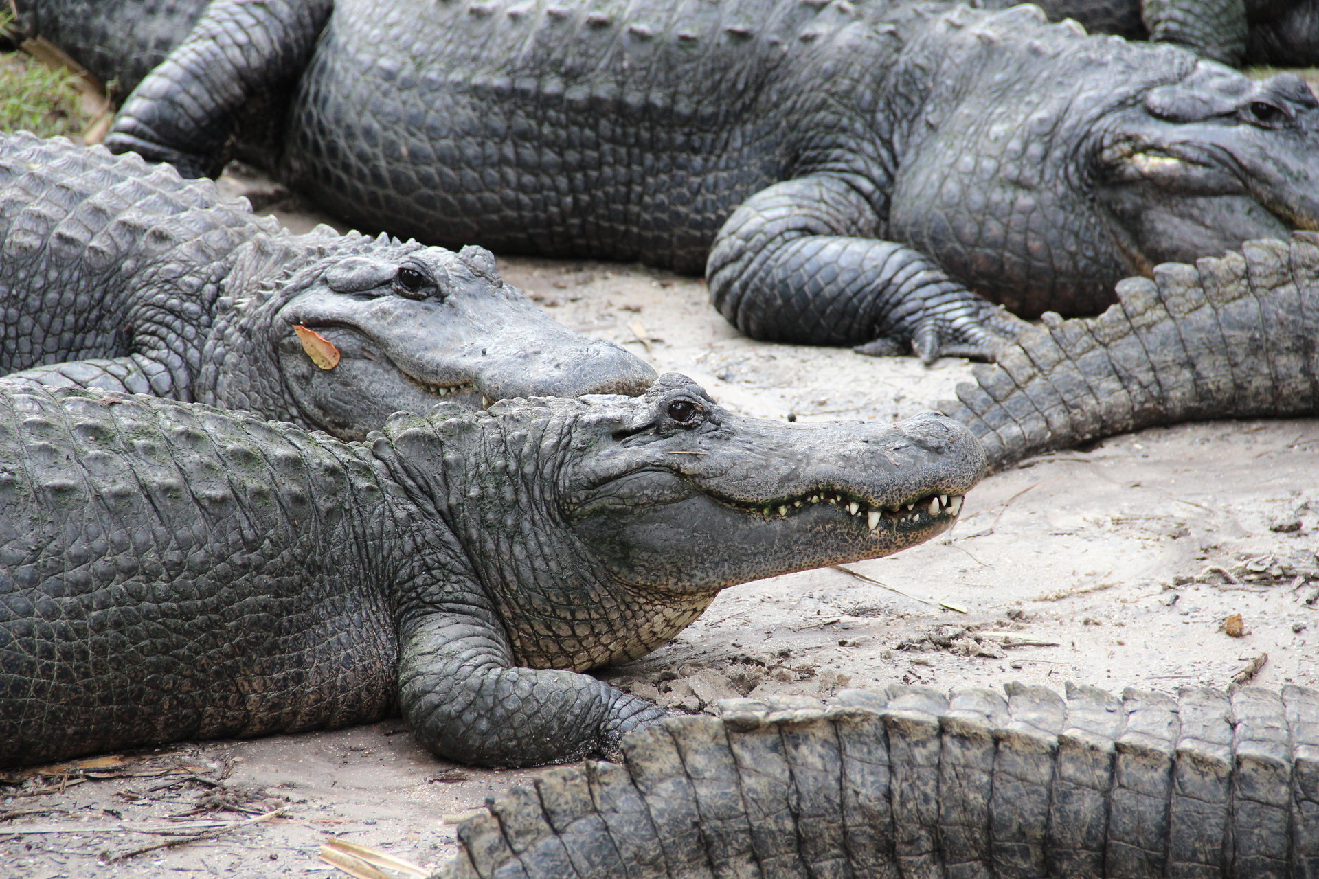  p>美洲短吻鳄是西半球大型的 a target="_blank" href="/item/鳄鱼