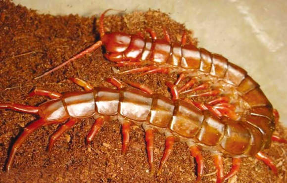 中国红巨龙蜈蚣