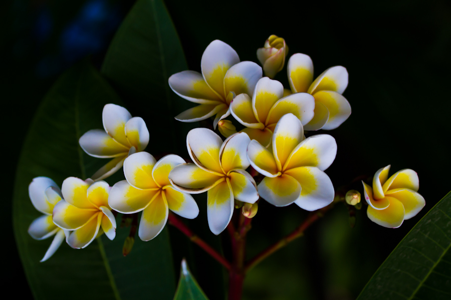 是夹竹桃科,鸡蛋花属落叶灌木或小乔木.