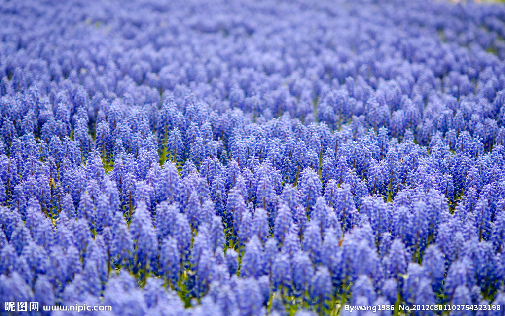 id="1116">葡萄 /a> a target="_blank" href="/item/风信子/22530"