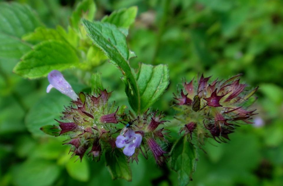  p>风轮菜为 a href="#" data-lemmaid="2381957">唇形科 /a>, a href