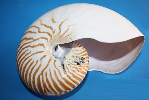  p> a target="_blank" href="/item/万宝螺/4857348" data-lemmaid="