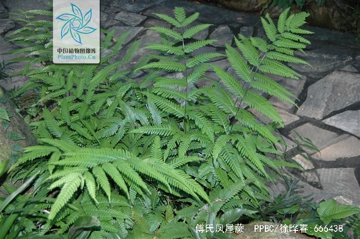  p>傅氏凤尾蕨(学名: i>pteris fauriei /i> hieron.