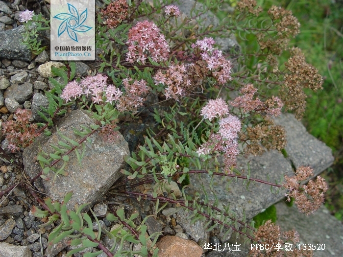 h. ohba var. tatarinowii