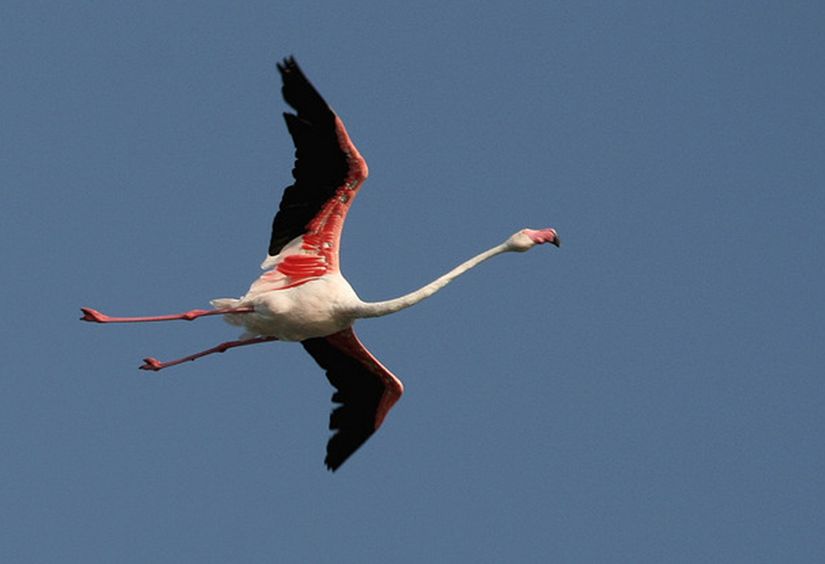  p>大红鹳(学名: i>phoenicopterus roseus /i>),又名 a target="