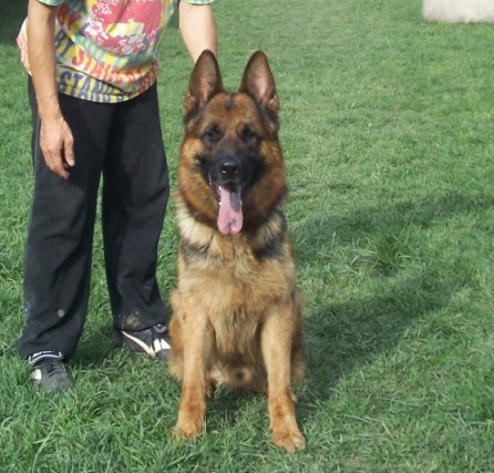  p>这是一种大型,结实,肌肉丰满的犬.