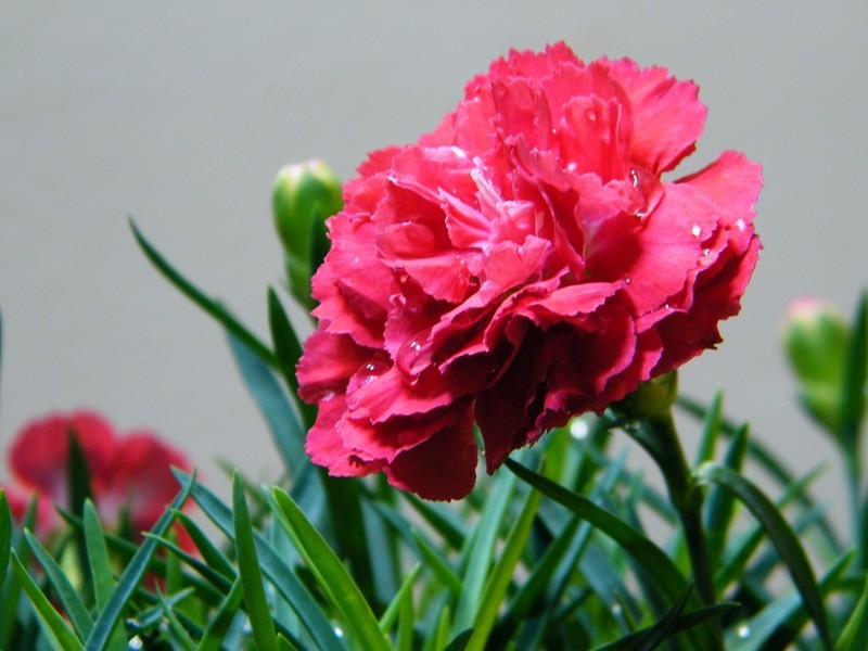 id="4909">花冠 /a>, a target="_blank" href="/item/花萼/6731030"