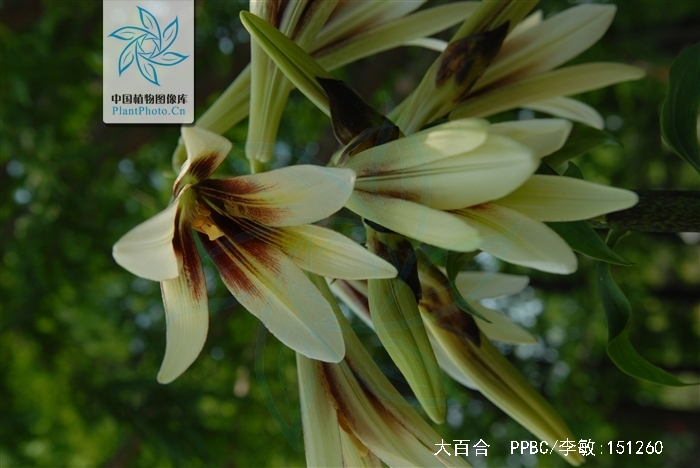  p>大百合(拉丁学名: i>cardiocrinum giganteum /i>(wall.