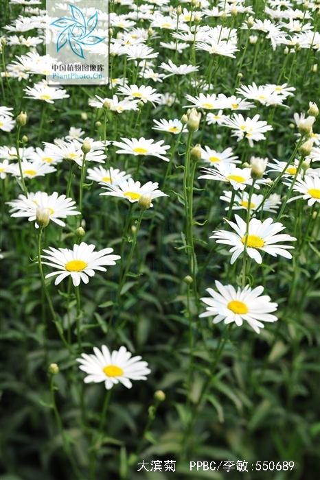  p>大滨菊( i>leucanthemum maximum  /i>(ramood) dc.
