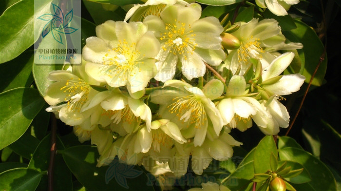  p>木麒麟(学名: i>pereskia aculeata /i> mill.