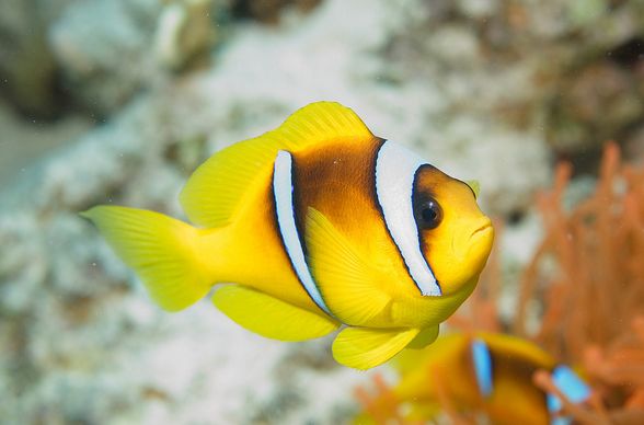  p>红海双带小丑(学名:amphiprion bicinctus)体呈近于圆形,侧扁;口前