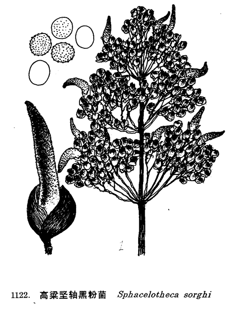  p> a target="_blank" href="/item/黑粉菌目