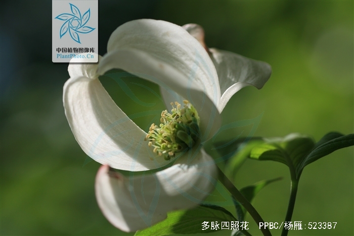  p>多脉四照花是(学名: i>dendrobenthamia multinervosa /i> (pojark