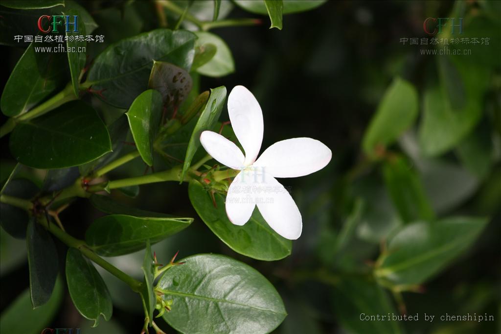  p>假虎刺(学名:carissa spinarum)是 a href="#" data-lemmaid="