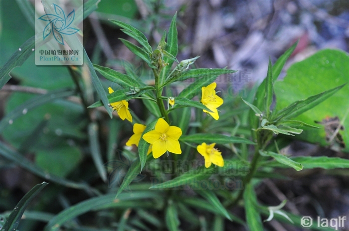  p>福建过路黄(学名: i>lysimachia fukienensis  /i>hand.-mazz.