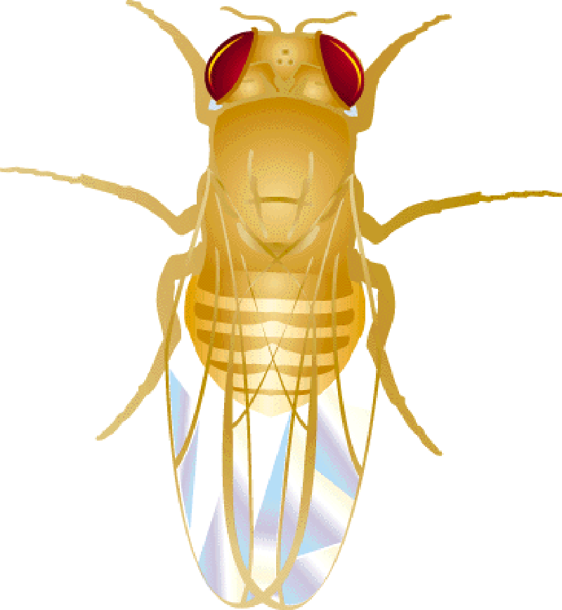 drosophila melanogaster