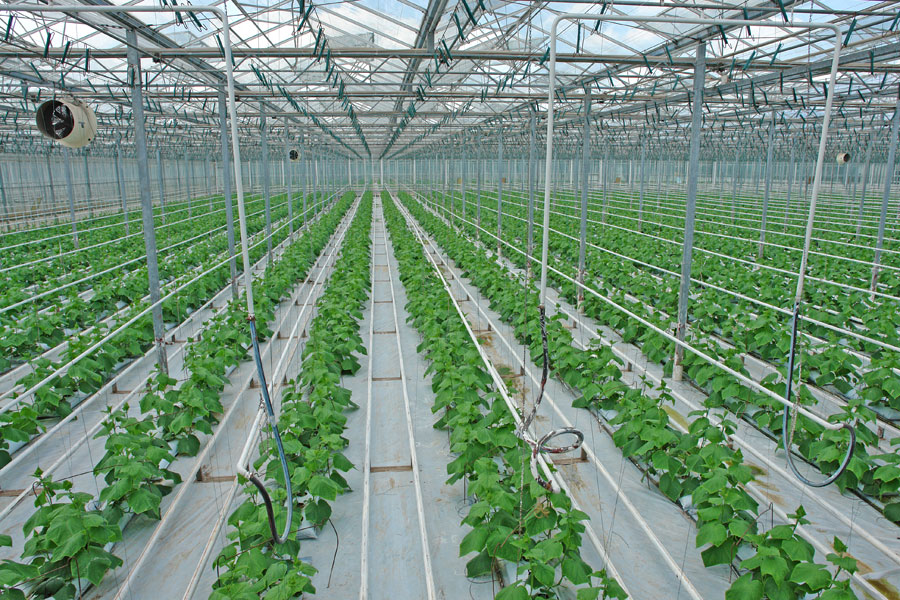  p>孙桥现代农业开发区成立于1994年9月6日,是全国第一个综合性的现代