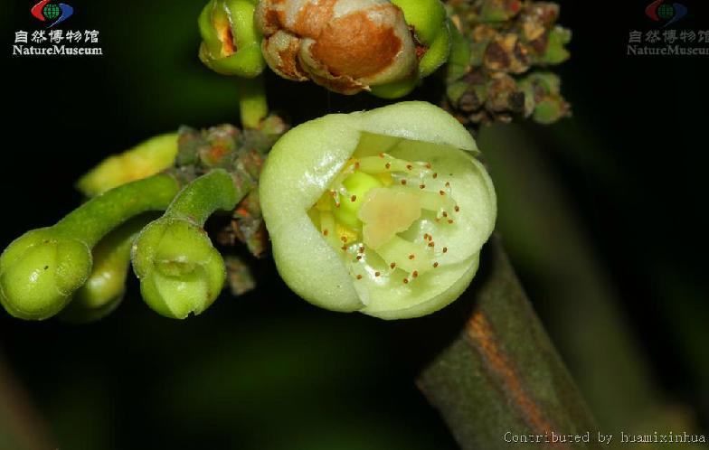  p> a href="#">菲岛福木 /a>,别名:福木,福树,拉丁文名:garcinia sub